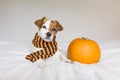 cute young little dog posing on bed wearing an orange and black scarf and lying next to a pumpkin. Halloween concept. white Royalty Free Stock Photo