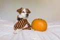 cute young little dog posing on bed wearing an orange and black scarf and lying next to a pumpkin. Halloween concept. white Royalty Free Stock Photo