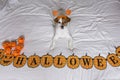 cute young little dog posing on bed wearing an orange and black scarf and lying next to a pumpkin. Halloween concept. white Royalty Free Stock Photo