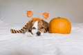 cute young little dog posing on bed wearing an orange and black scarf and lying next to a pumpkin. Halloween concept. white Royalty Free Stock Photo