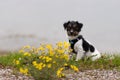 Cute Young little Jack Russell Terrier dog sits in the midst of yellow flowers outside in front of foggy background Royalty Free Stock Photo