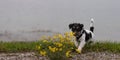 Cute Young little Jack Russell Terrier dog sits in the midst of yellow flowers outside in front of foggy background Royalty Free Stock Photo