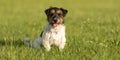 Cute Young little Jack Russell Terrier dog is sitting in a green meadow in the summer and is looking into the camera Royalty Free Stock Photo