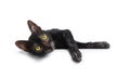 Cute young Lykoi / werewolf cat kitten Isolated on a white background.