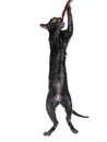 Cute young Lykoi / werewolf cat kitten Isolated on a white background.