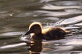 Cute young mallard duckling