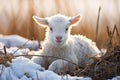 Cute young mammal animals nature baby winter farming sheep snow agriculture lamb Royalty Free Stock Photo