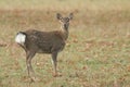 A cute young Manchurian Sika Deer or Dybowski`s Sika Deer Cervus nippon mantchuricus or Cervus nippon dybowskii standing in a me Royalty Free Stock Photo