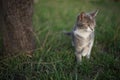 Cute young maneki neko kitty walk in spring garden Royalty Free Stock Photo