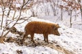 Cute young mangalitsa Royalty Free Stock Photo