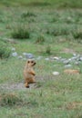 Cute and young Marmot sitting in grassland.