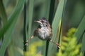 Cute young Marsh Wren perched between two reeds in wetlands