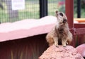 Cute meerkat standing on stone watching up for threats - Nikolaev zoo, Ukraine. May, 7, 2021 Royalty Free Stock Photo