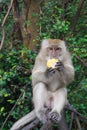 A cute young monkey with brown eyes is sitting on a tree, holding corn in its paws and eating. I`m looking at something. Close-up