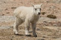 Cute Young Mountain Goat Kid Royalty Free Stock Photo