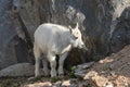 Cute Young Mountain Goat Kid Royalty Free Stock Photo