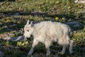 Cute Young Mountain Goat Kid Royalty Free Stock Photo