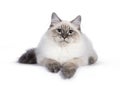 Neva Masquerade cat on white background Royalty Free Stock Photo