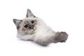 Neva Masquerade cat on white background Royalty Free Stock Photo