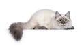 Neva Masquerade cat on white background Royalty Free Stock Photo