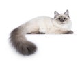 Neva Masquerade cat on white background Royalty Free Stock Photo