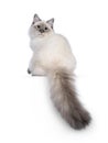 Neva Masquerade cat on white background Royalty Free Stock Photo