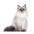 Neva Masquerade cat on white background Royalty Free Stock Photo