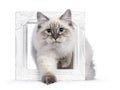 Neva Masquerade cat on white background Royalty Free Stock Photo