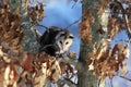 Cute Young Nocturnal Marsupial Opossum Climbing Oak Tree Royalty Free Stock Photo