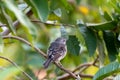 Cute young Northern Mockingbird in a fruit tree