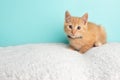 Cute Young Orange Tabby Cat Kitten Rescue Wearing Blue and White Poka Dotted Bow Tie Lying Down Looking to the Left Royalty Free Stock Photo