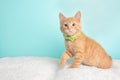 Cute Young Orange Tabby Cat Kitten Rescue Wearing Green and White Striped Bow Tie Sitting With Paw Up Royalty Free Stock Photo