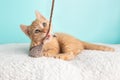 Cute Young Orange Tabby Cat Kitten Rescue Wearing White Flower Bow Tie Lying Down Looking Up Playing and Biting Mouse and String Royalty Free Stock Photo