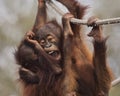 Cute Young Orangutans Hangin` Out