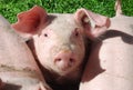 Cute young pig Royalty Free Stock Photo