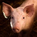 Cute young pig animal portrait Royalty Free Stock Photo