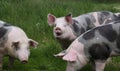 Cute young pigs graze together on meadow Royalty Free Stock Photo