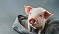 Cute young pink pig looking at camera. Domestic animal. Studio shot