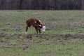 Polled Hereford calf scratching his ear