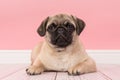 Cute young pug dog lying on the floor in a pink living room setting Royalty Free Stock Photo