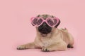 Cute young pug dog wearing pink heart shaped sunglasses lying down on a pink background Royalty Free Stock Photo
