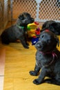 Cute Young Puppies in Playroom