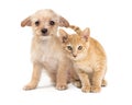 Cute Young Puppy Dog and Kitten Together Royalty Free Stock Photo
