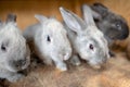 Young Rabbit inside wood cage at the farm on easter time Royalty Free Stock Photo