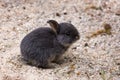 Cute young rabbit sitting on sandy yard. Adorable grey pet at bio farm. Furry mammal with long ears and short tail.