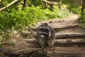 a cute young raccoon walks along a path in the forest on a warm summer day Royalty Free Stock Photo