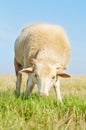 Cute young ram eating grass Royalty Free Stock Photo