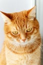 Cute young red cat close-up portrait Royalty Free Stock Photo