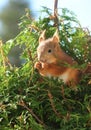 Cute young red squirrel eating in green thuja tree Royalty Free Stock Photo
