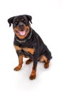 Cute young rottweiler, studio portrait.